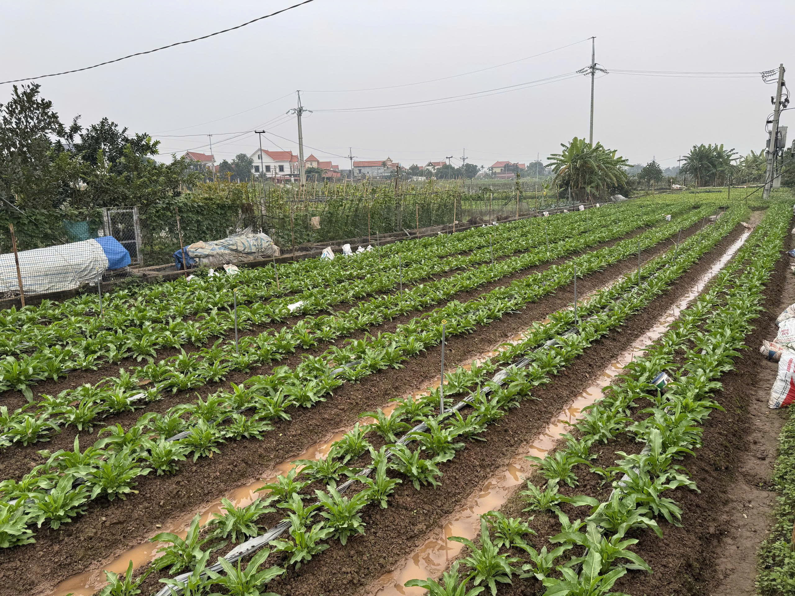 Sâm Tiến Vua (Sâm Bố Chính)