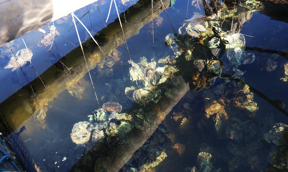 Mô hình nuôi hàu đại dương tại Vạn Xuân