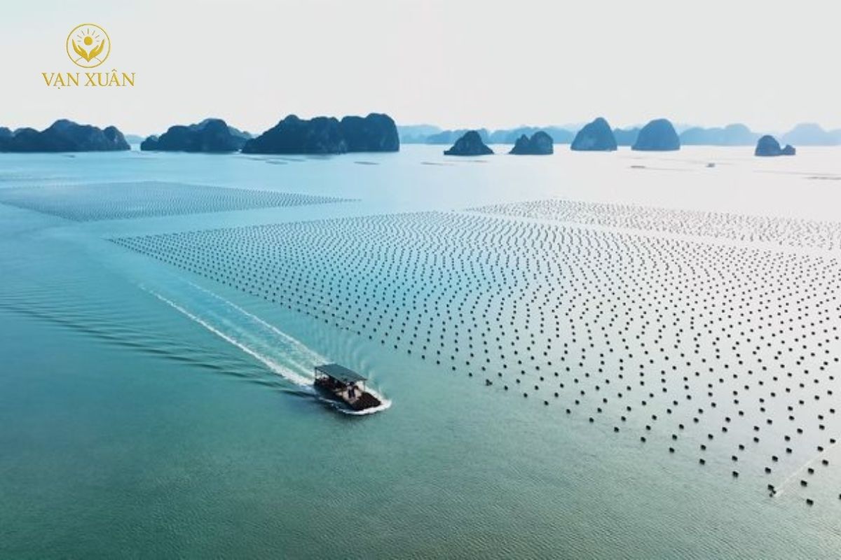 Cơ hội đầu tư nông nghiệp nuôi hàu đại dương