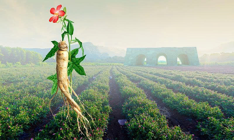Sâm bố chính (Sâm tiến vua) - niềm tự hào của dược liệu Việt Nam
