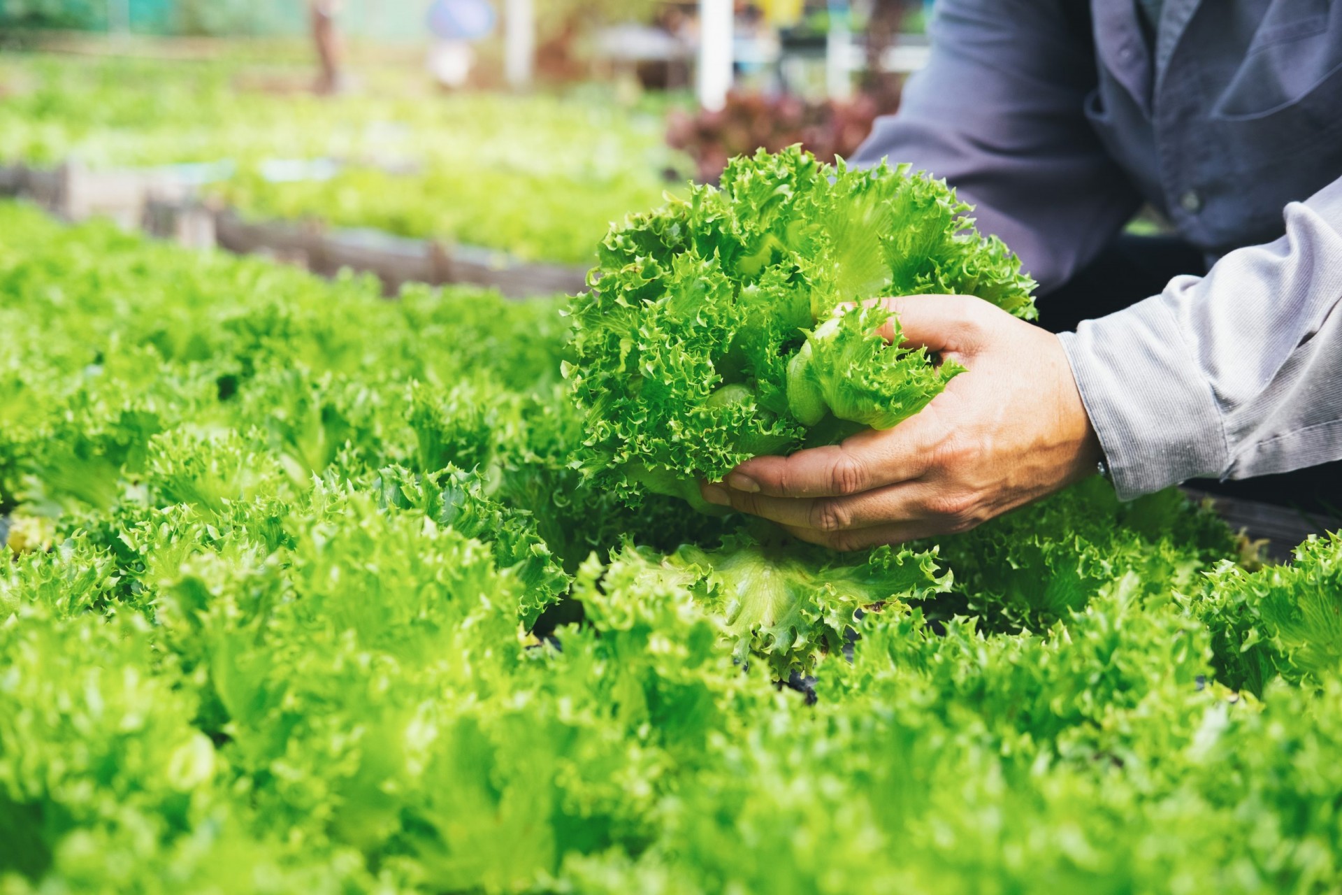 Các mô hình đầu tư nông nghiệp an toàn, ít rủi ro - Công ty Vạn Xuân