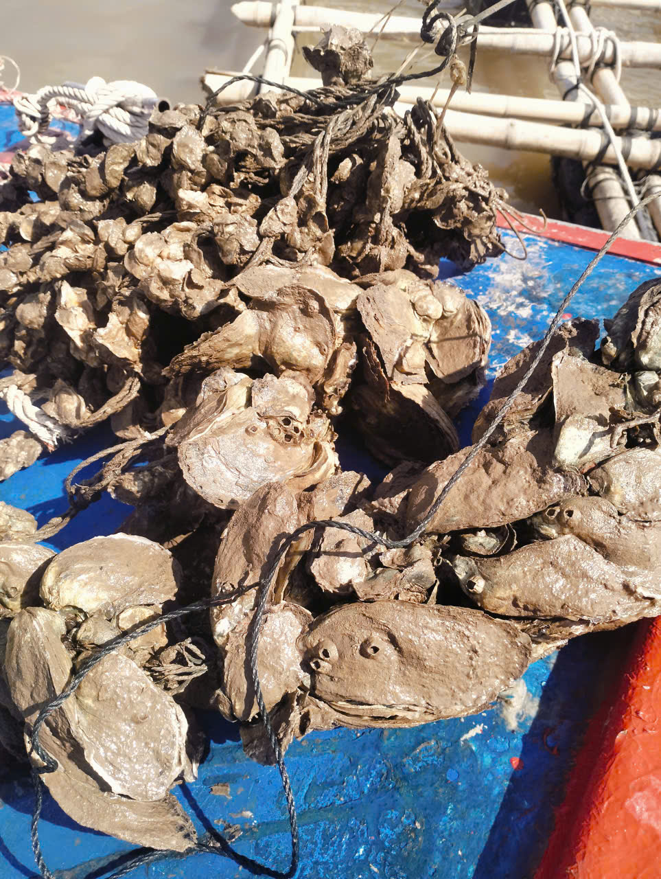 Đầu tư nông nghiệp bền vững nuôi hàu đại dương treo dây