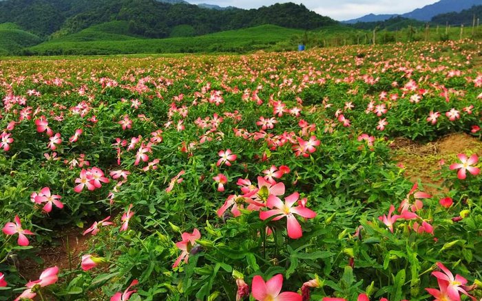 Đầu tư nông nghiệp bền vững, phát triển mô hình trồng sâm lợi nhuận cao