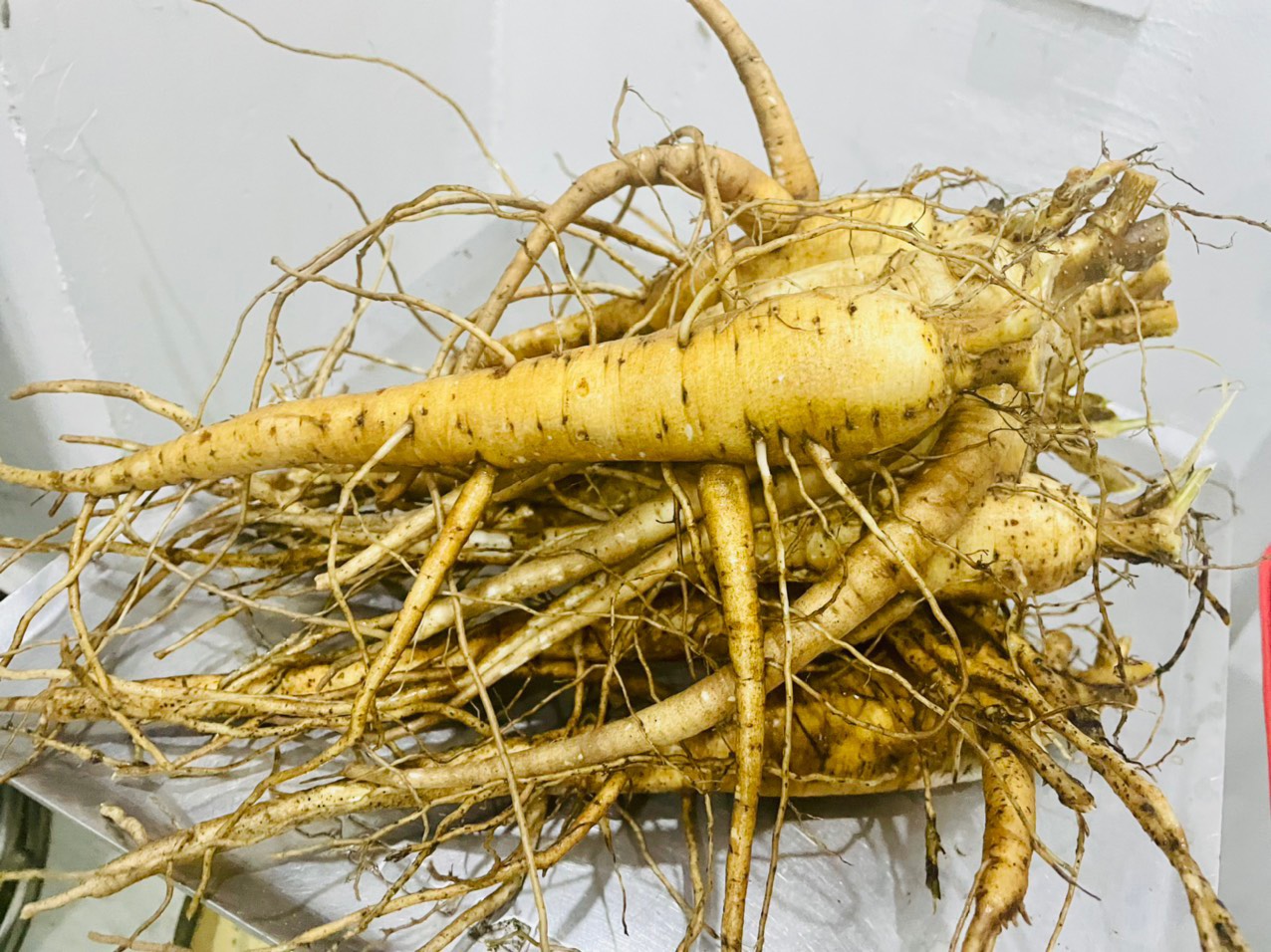 Đầu tư nông nghiệp công nghệ cao thu hoạch củ sâm bố chính