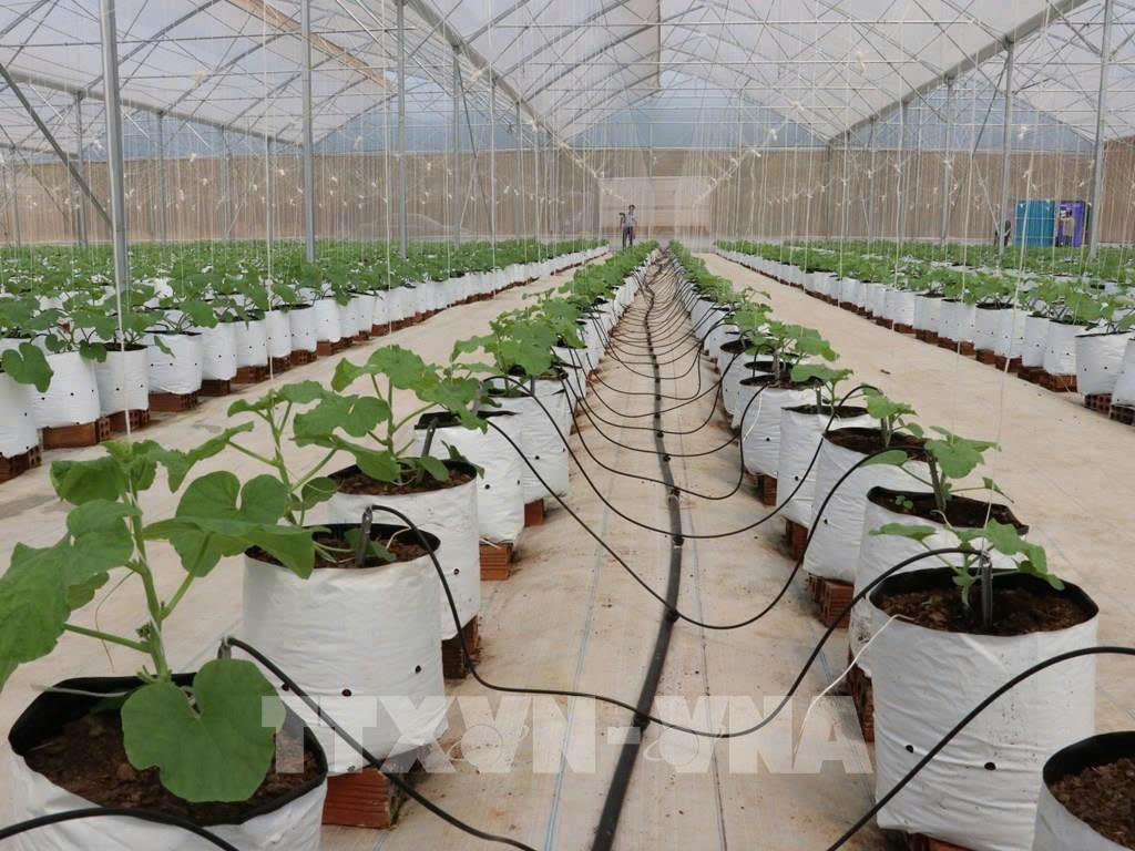 Những mô hình đầu tư nông nghiệp lợi nhuận cao - Công ty Vạn Xuân