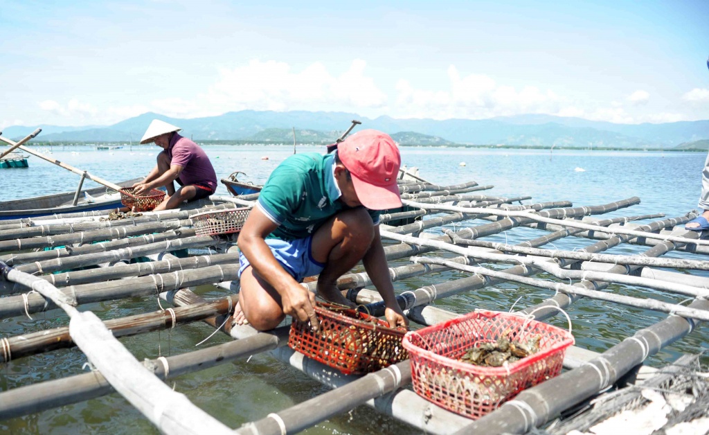 Đầu tư trang trại biển nuôi hàu đại dương thu hơn 100 triệu đồng mỗi năm