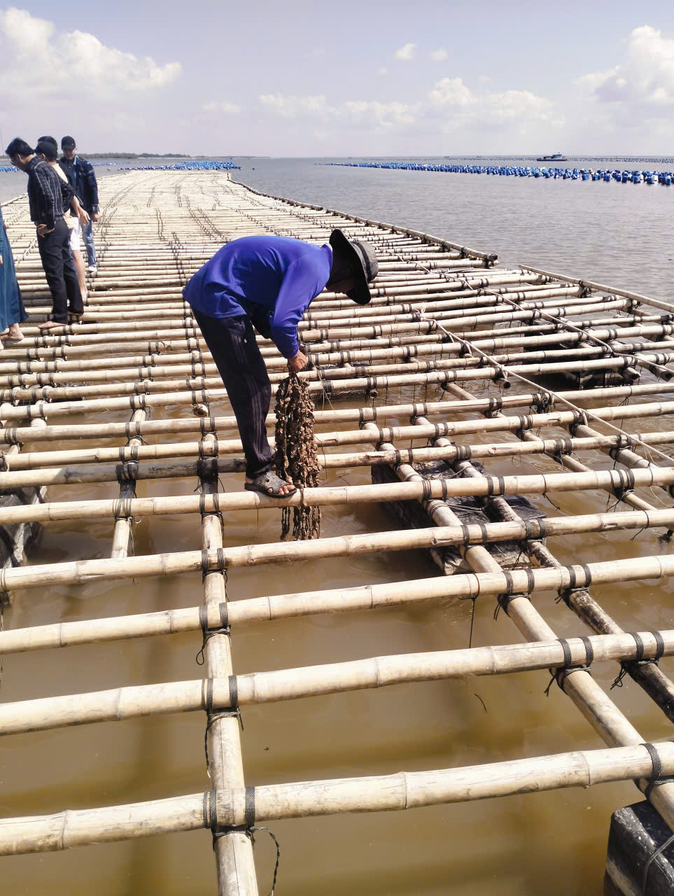 Đầu Tư Trang Trại Biển Nuôi Hàu Đại Dương Hoạt Động Như Thế Nào? Hướng Dẫn Chi Tiết Từ A Đến Z - Vạn Xuân Global