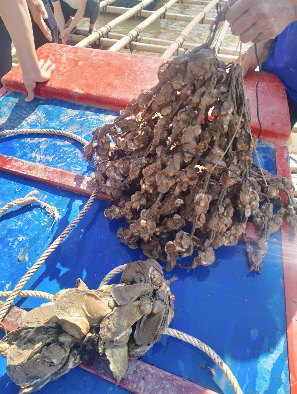 Đầu tư trang trại biển - nuôi hàu treo dây mang lại hiệu quả kinh tế cao