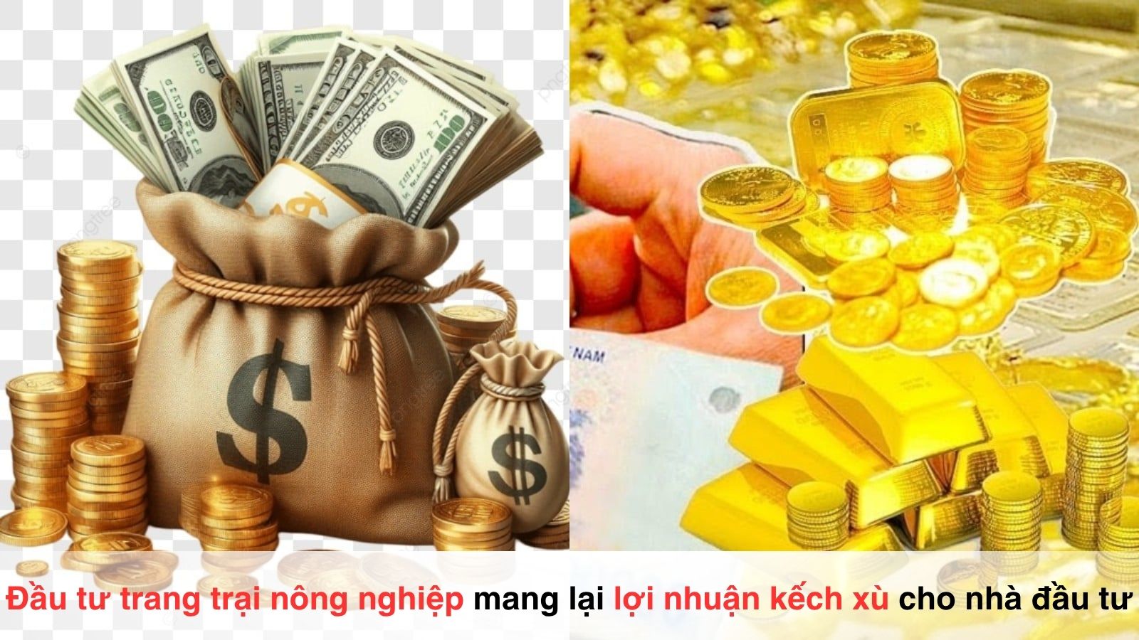 Lợi nhuận kếch xù từ đầu tư trang trại nông nghiệp - Vạn Xuân Global