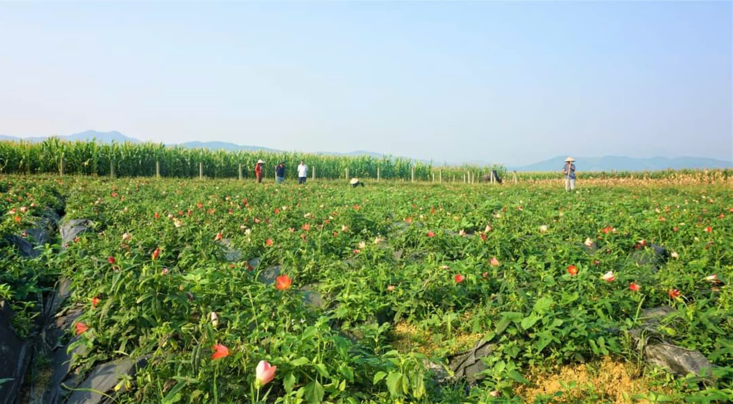 Chi phí đầu tư trồng sâm bố chính là bao nhiêu? - Công ty Vạn Xuân