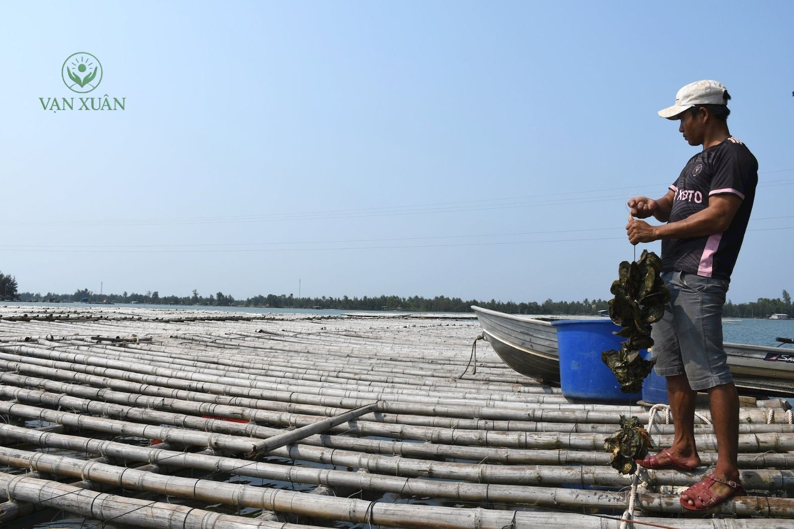 Dự án đầu tư nuôi hàu đại dương treo dây ngoài biển đến mùa thu hoạch