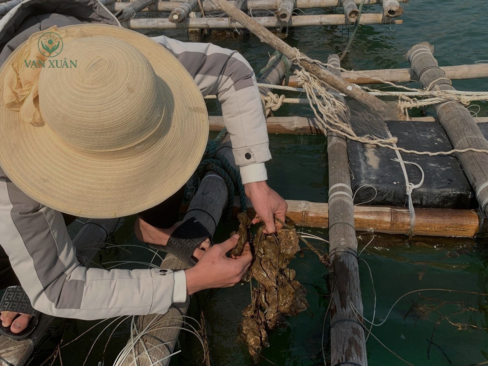 Dự án đầu tư nuôi hàu đại dương ngoài biển đang phát triển mạnh – Cơ hội “vàng” làm giàu cùng Vạn Xuân - Vạn Xuân Global