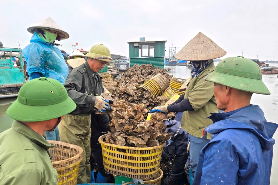 Mô hình đầu tư bè hàu đại dương