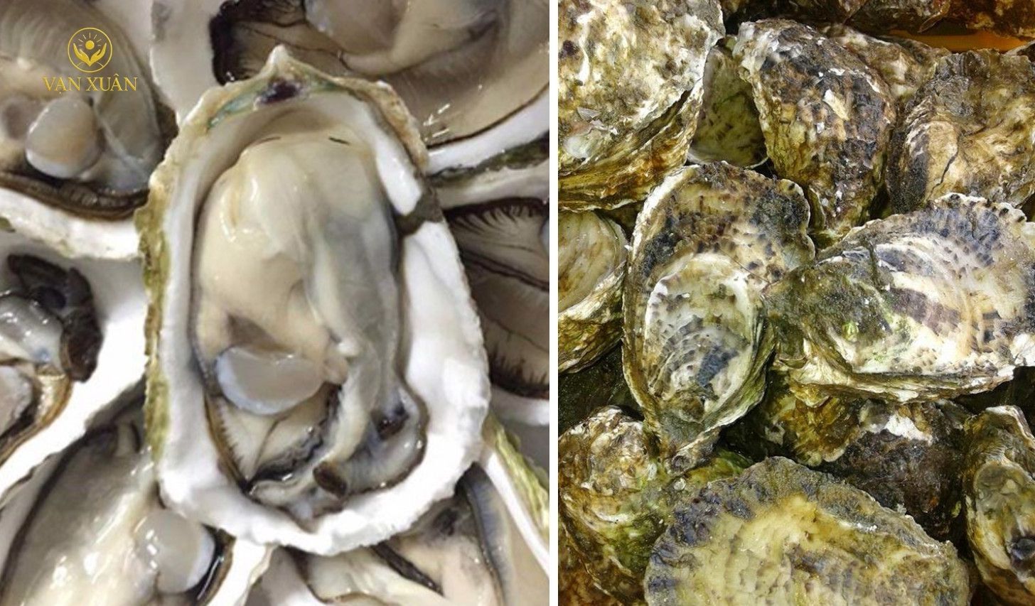 Hàu đại dương là món ăn bổ dưỡng