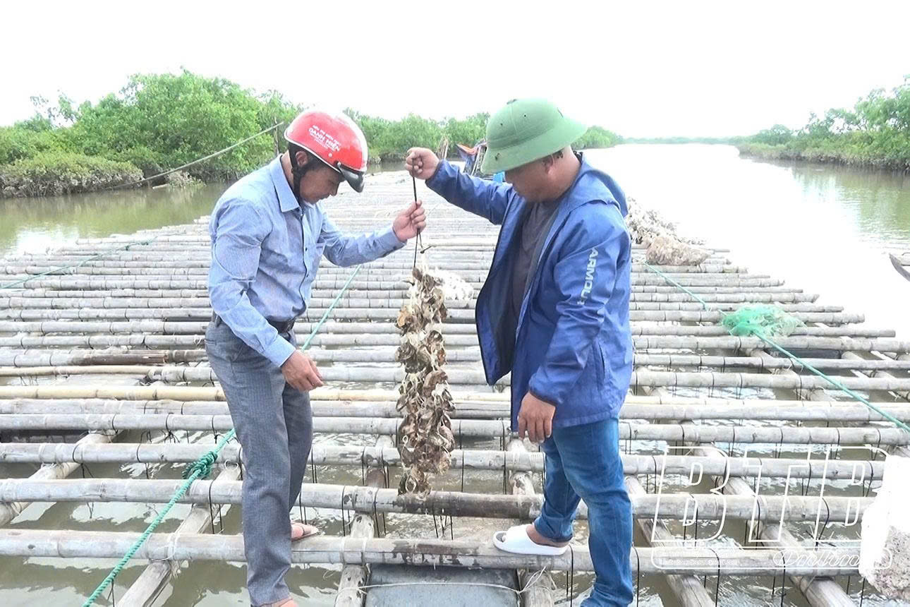Nuôi hàu treo dây ngoài cửa biển đem lại giá trị kinh tế cao cho các nhà đầu tư