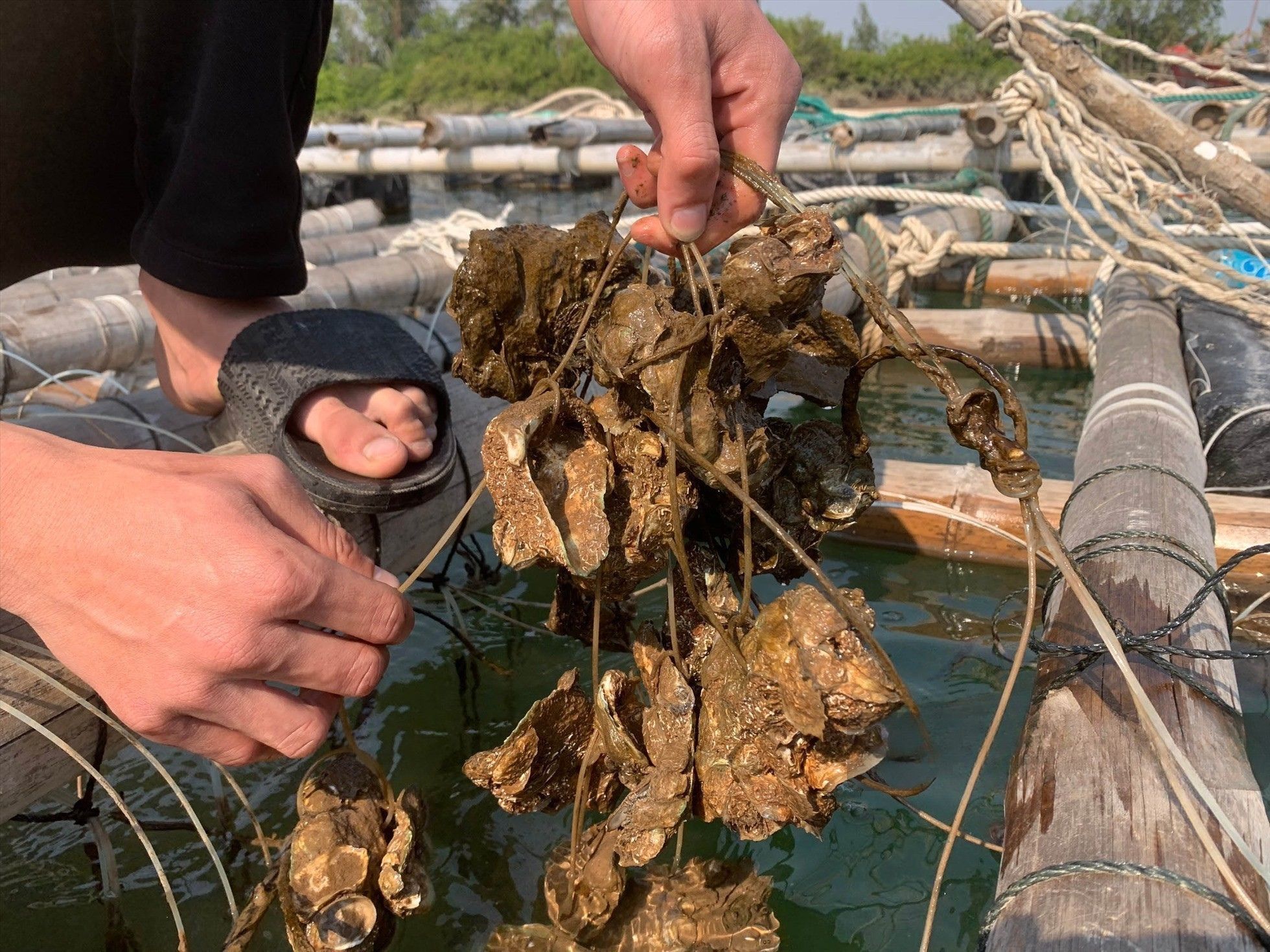 Mô hình đầu tư trang trại hàu đang phát triển mạnh mẽ