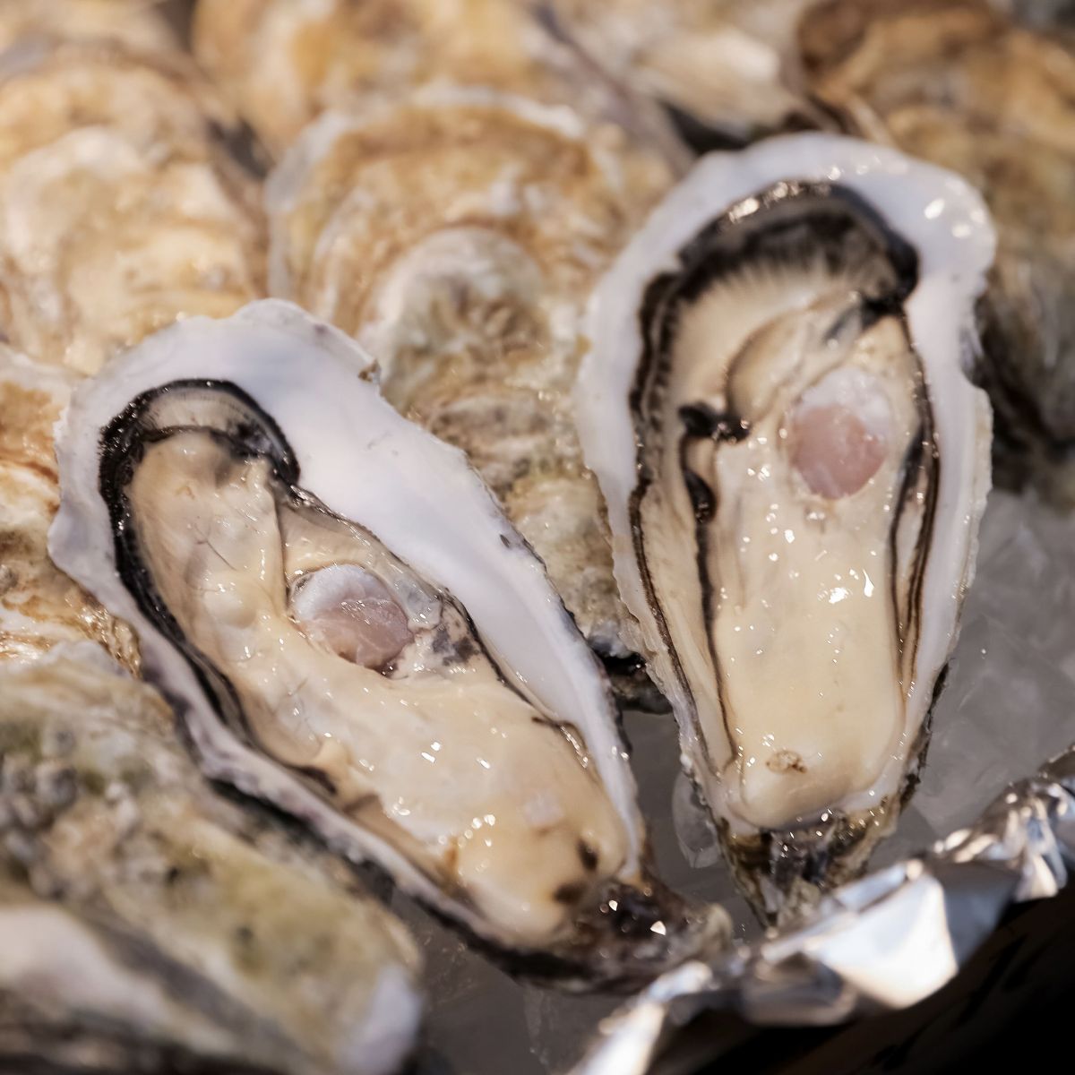 Mô hình hợp tác đầu tư nông nghiệp nuôi hàu đại dương mang lại lợi nhuận kinh tế cao