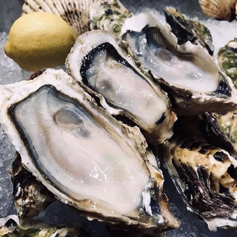 Mô hình hợp tác đầu tư nông nghiệp nuôi hàu đại dương