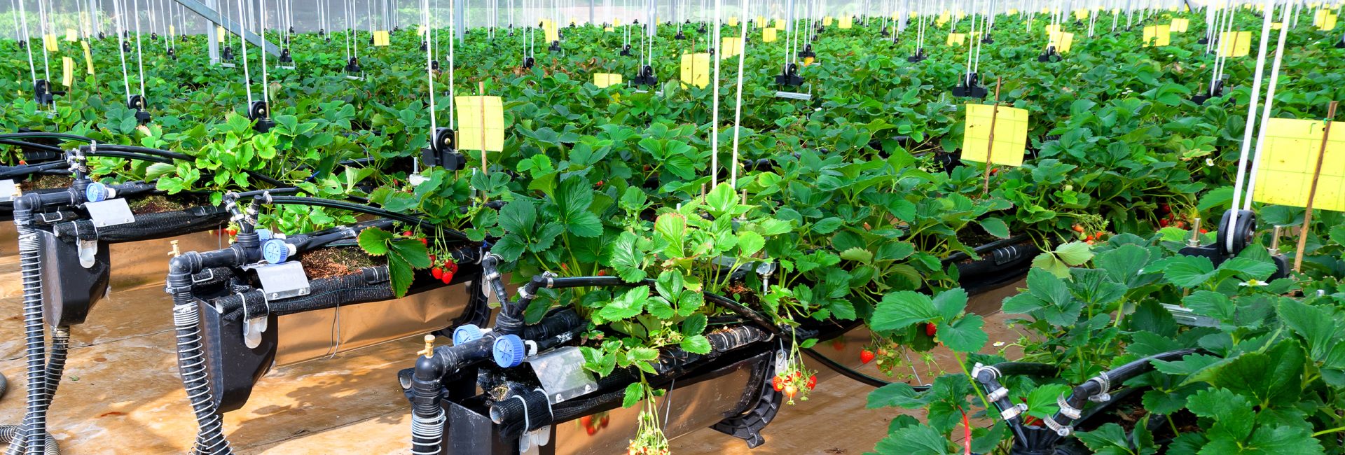 Mô hình nông nghiệp tuần hoàn đang được ứng dụng rộng rãi trong vài năm trở lại đây