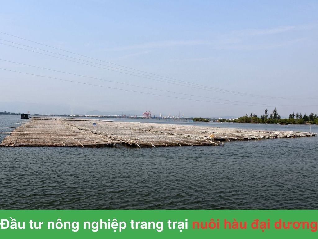 Mô hình đầu tư trang trại nuôi hàu đại dương Vạn Xuân