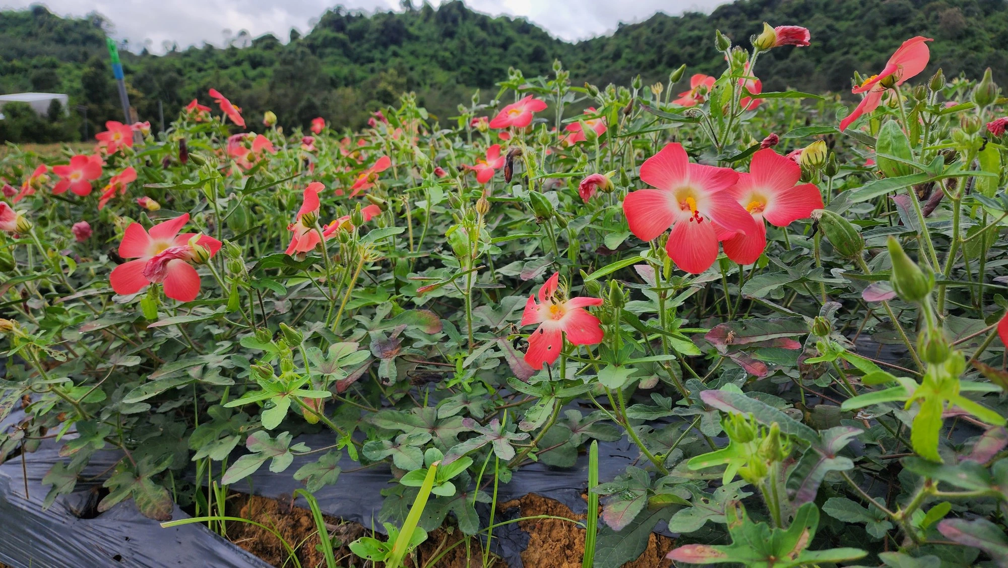 Sâm Chất Lượng Cao