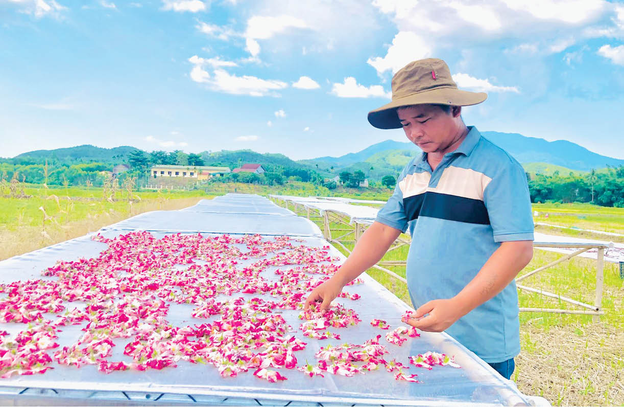 Thu hoạch hoa sâm bố chính làm trà