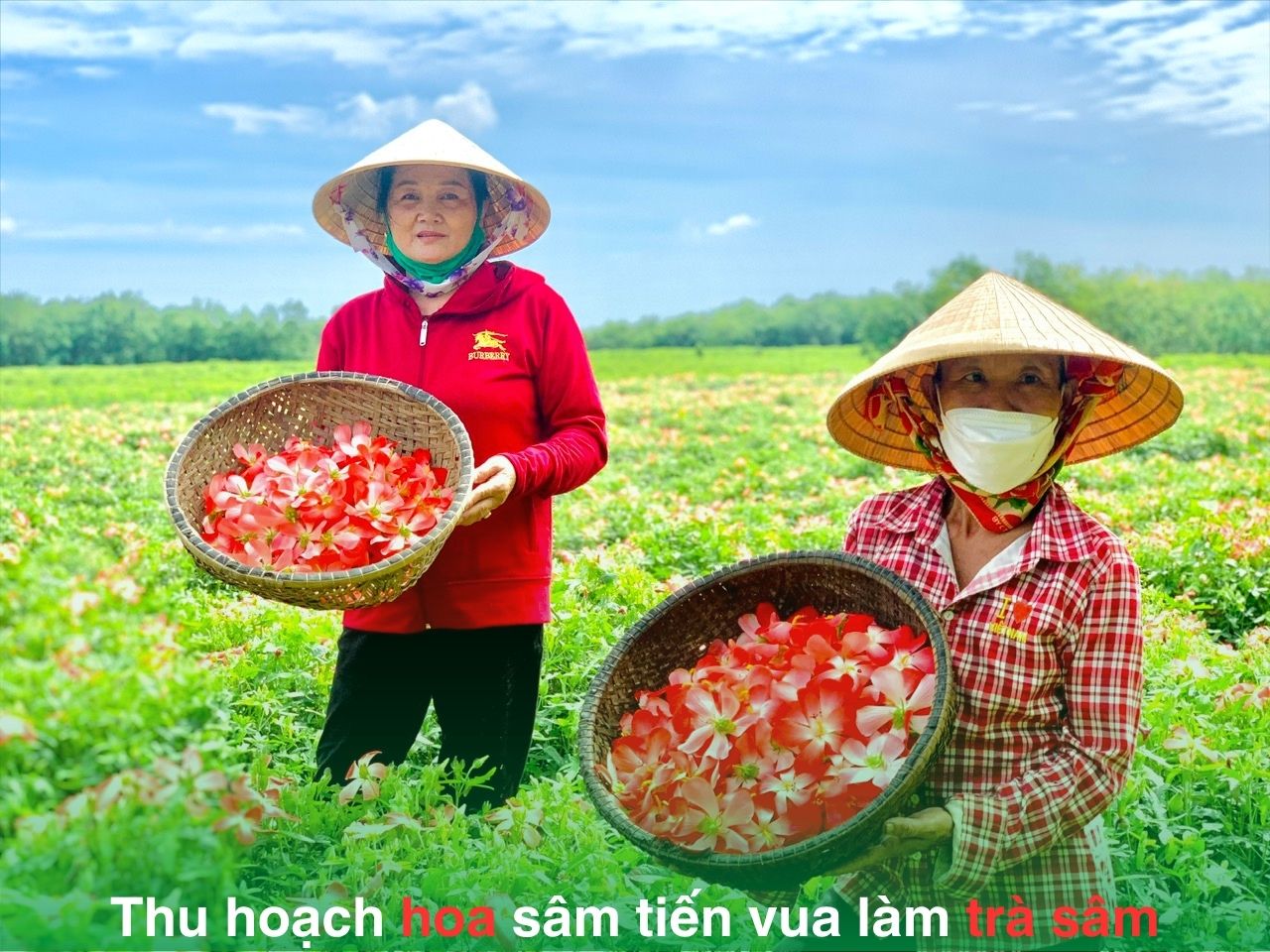 Thu hoạch hoa sâm tiến vua làm trà sâm