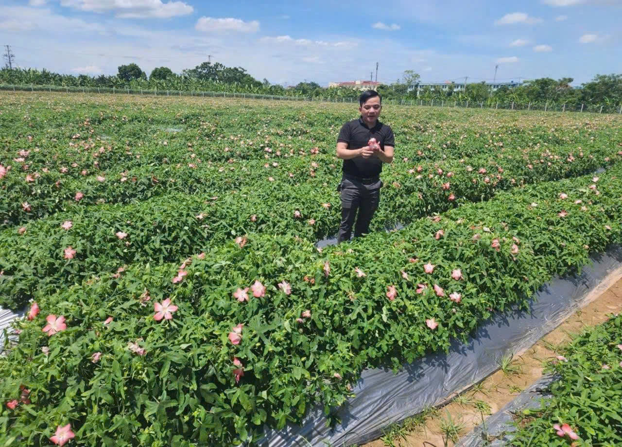 Vườn sâm bố chính của Vạn Xuân