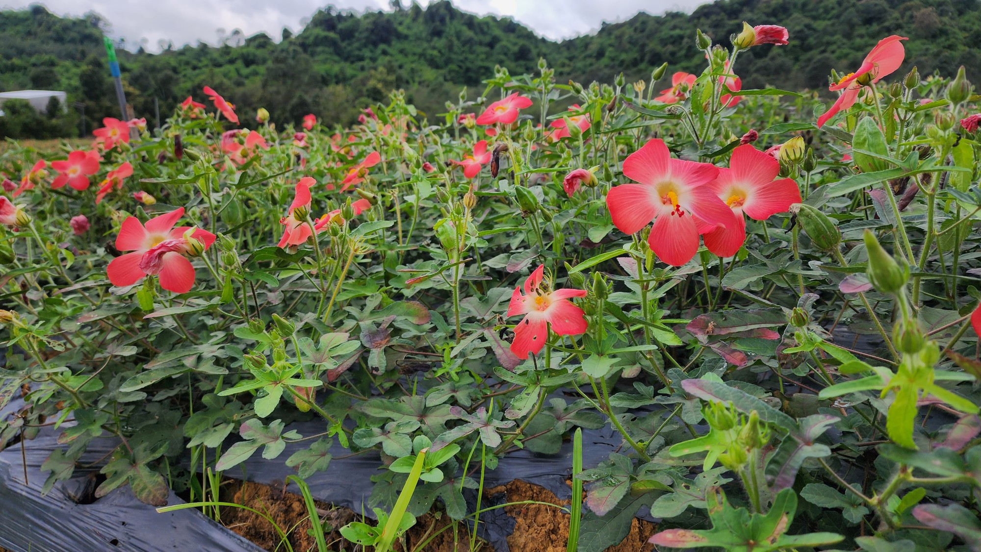 Vườn sâm tiến vua (sâm bố chính) - mô hình đầu tư nông nghiệp công nghệ cao